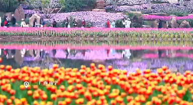 南宁郁金香绽放 尽显早春浪漫