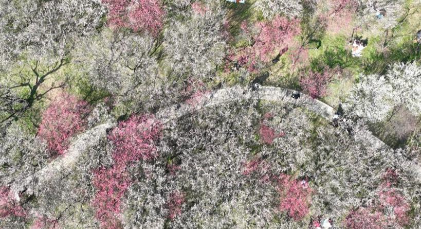 西溪湿地:梅花盛放