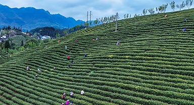 贵州晴隆:采摘春茶
