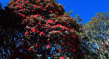 万亩野生马缨杜鹃花怒放成海