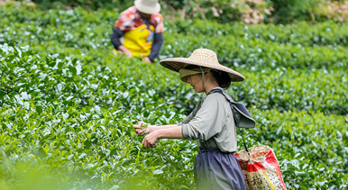 广西昭平:秋茶采摘忙