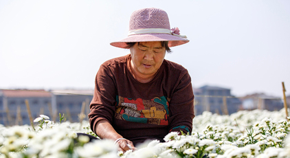 河南睢县:采摘菊花 供应市场