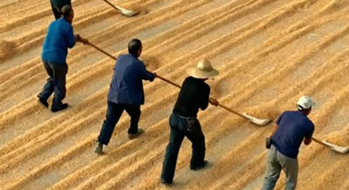 山东日照:遍地玉米铺成金色海洋