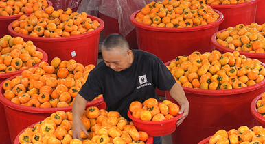 广西恭城:月柿丰收助增收
